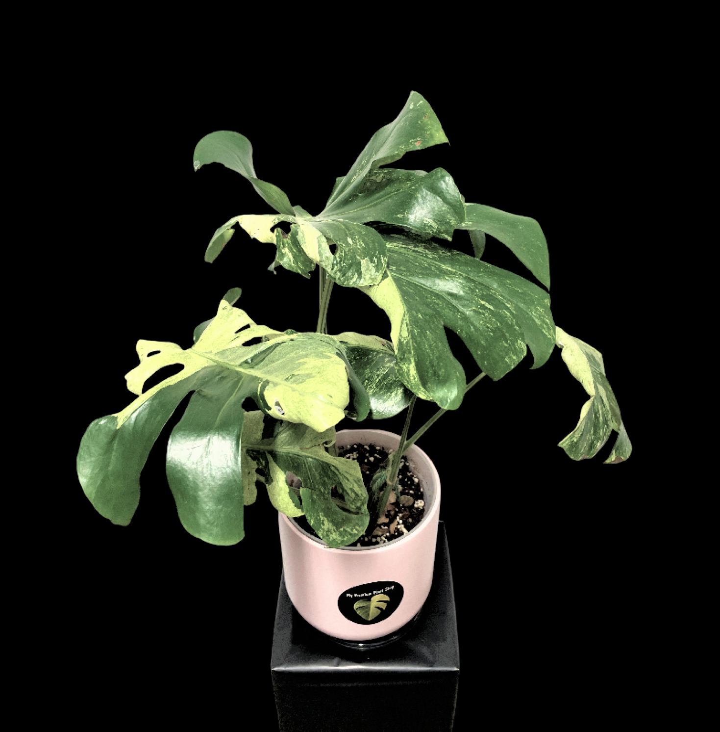 Monstera Deliciosa Ocean Mint Very Rare (Collectors Choice) — My